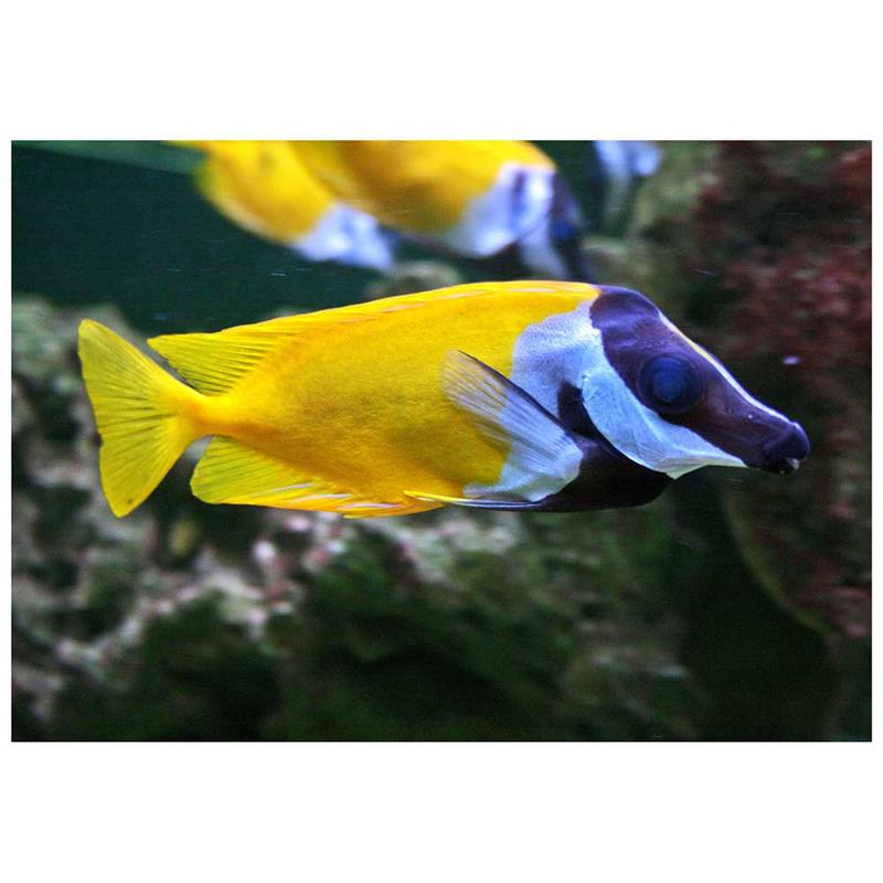 Rabbitfish foxface (Siganus vulpinus) - imagine 4